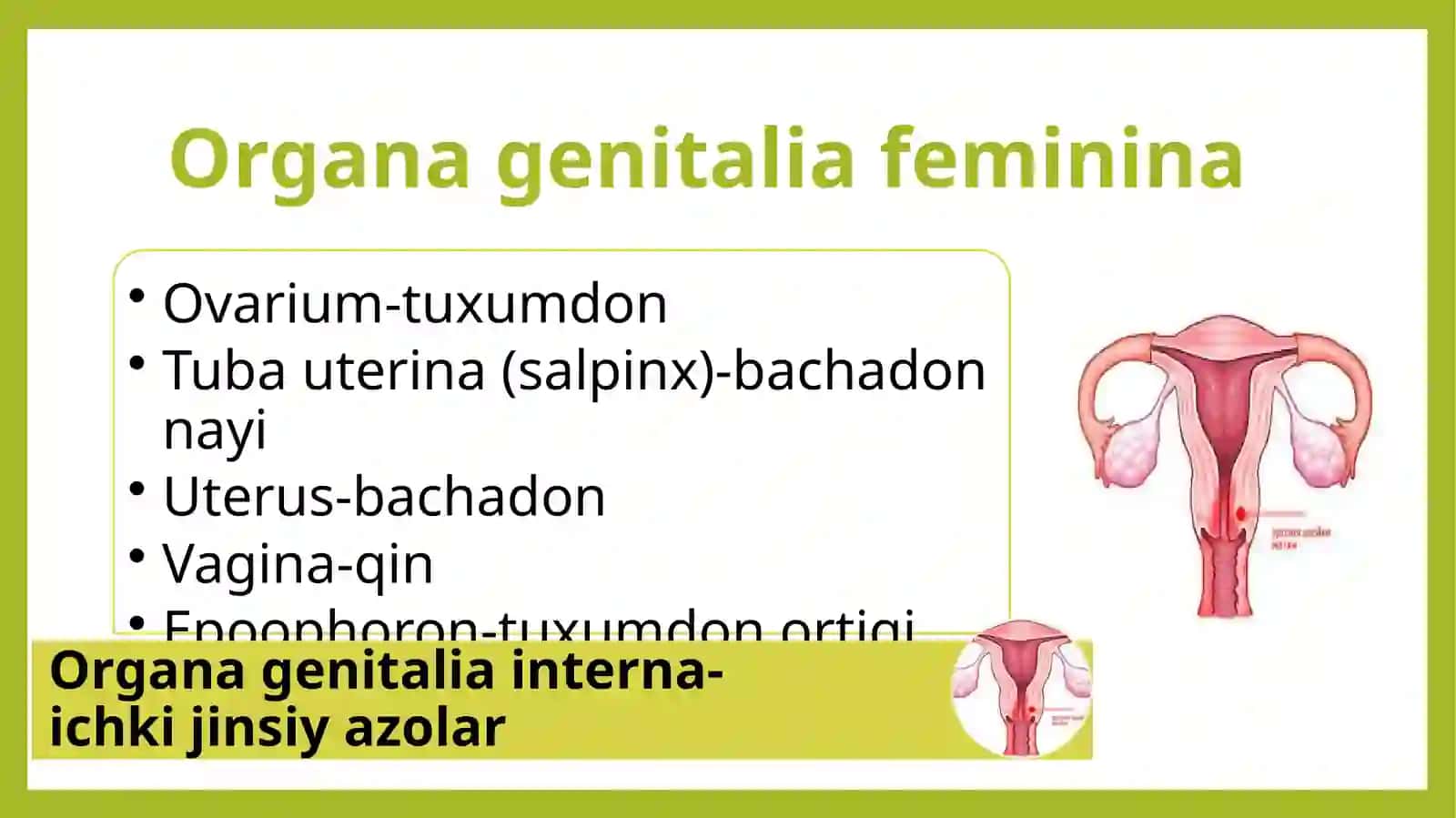 Ayollar jinsiy azolari.Sut bezi 3
