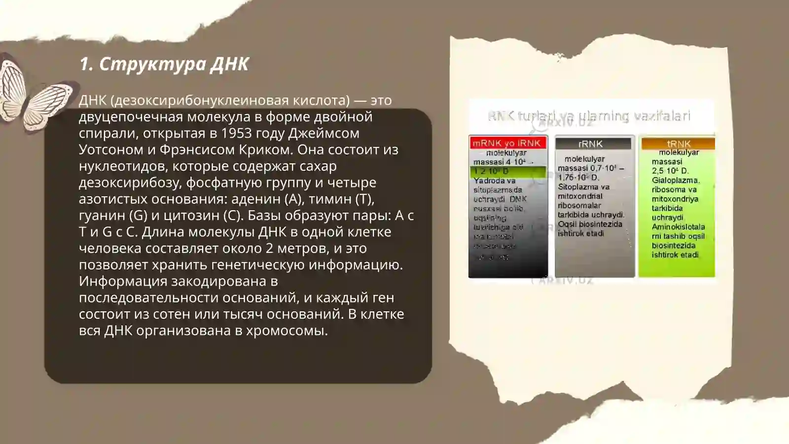 ДНК РНК 3