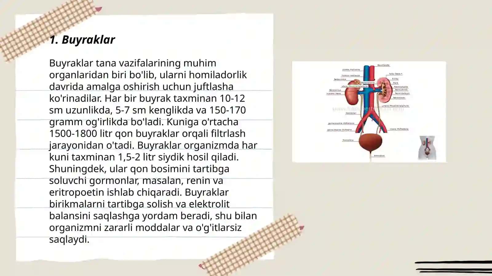 Teri va siydik ayirish sistemasi 3