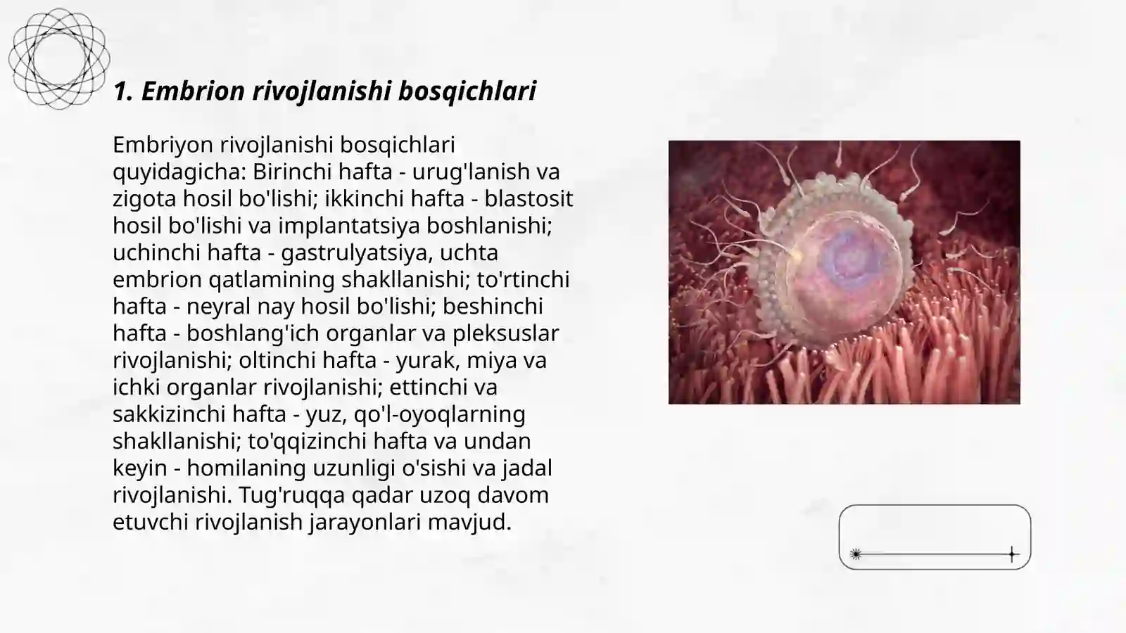 Embriogenez 3