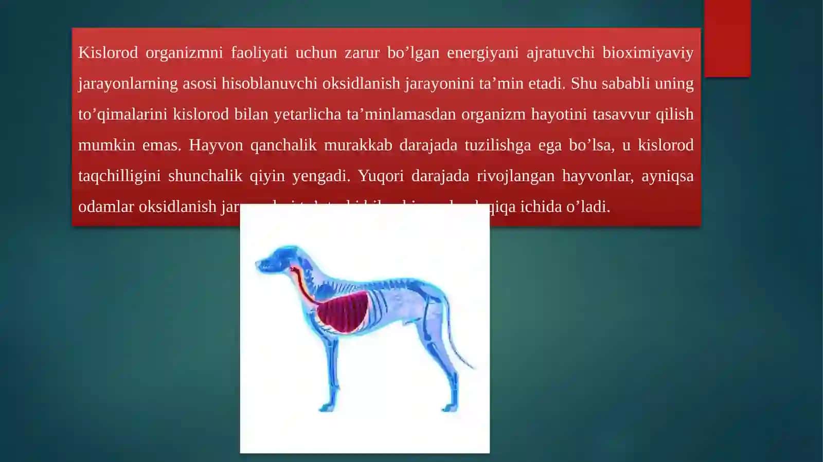 Nafas olish organlari anatomo-topografiyasi 3