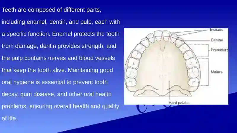 Types of Teeth 3