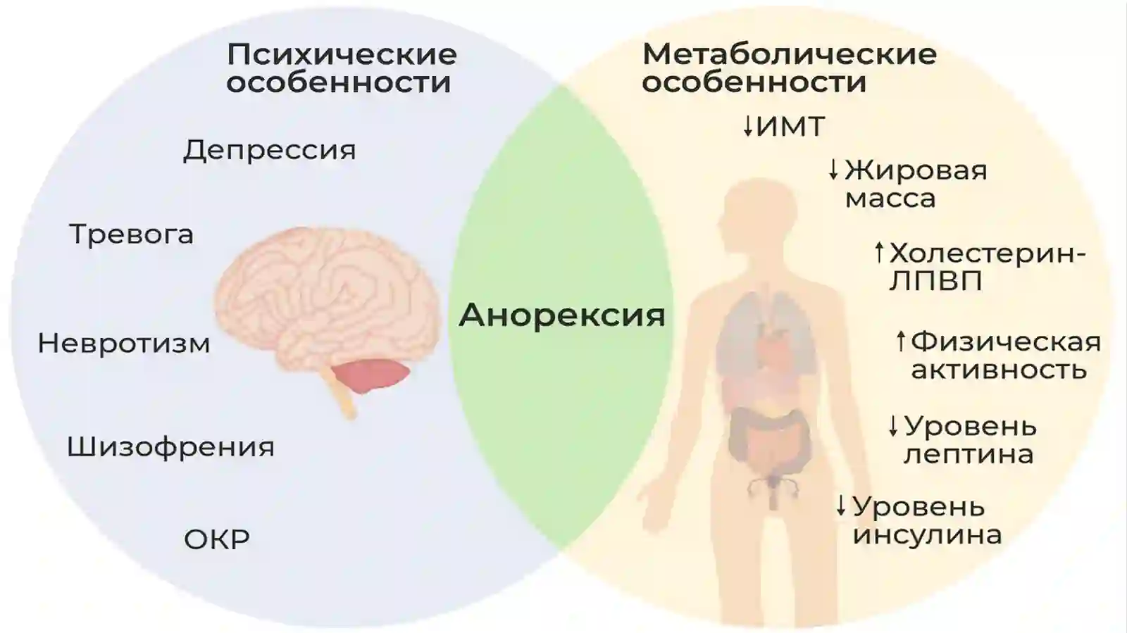 АНОРЕКСИЯ 3
