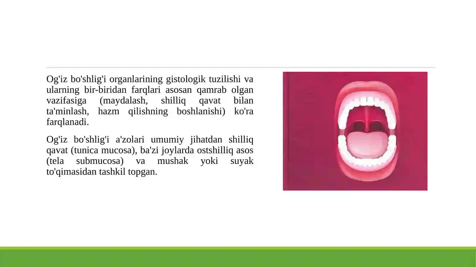 Og‘iz bo‘shlig‘i, lab, milk, qattiq va yumshoq tanglay, til, so‘lak bezlari gistologik tuzilishi va bir biridan farqlari 3