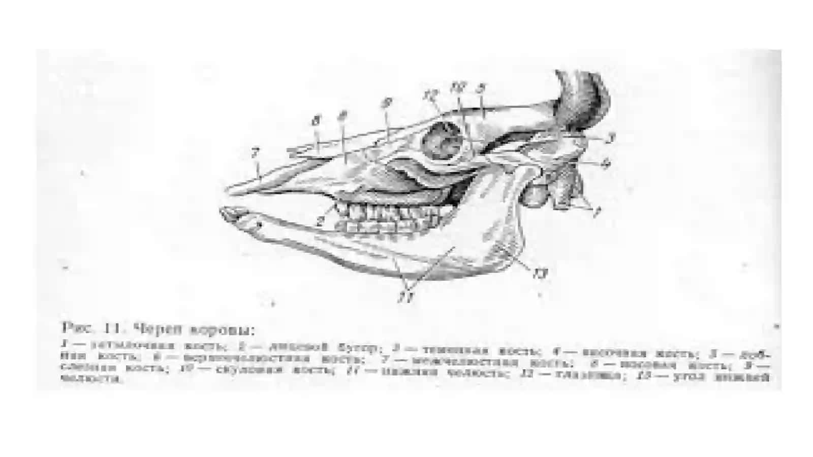 Остеология.Бош, қўл ва оёқ скелетисуяклари 3