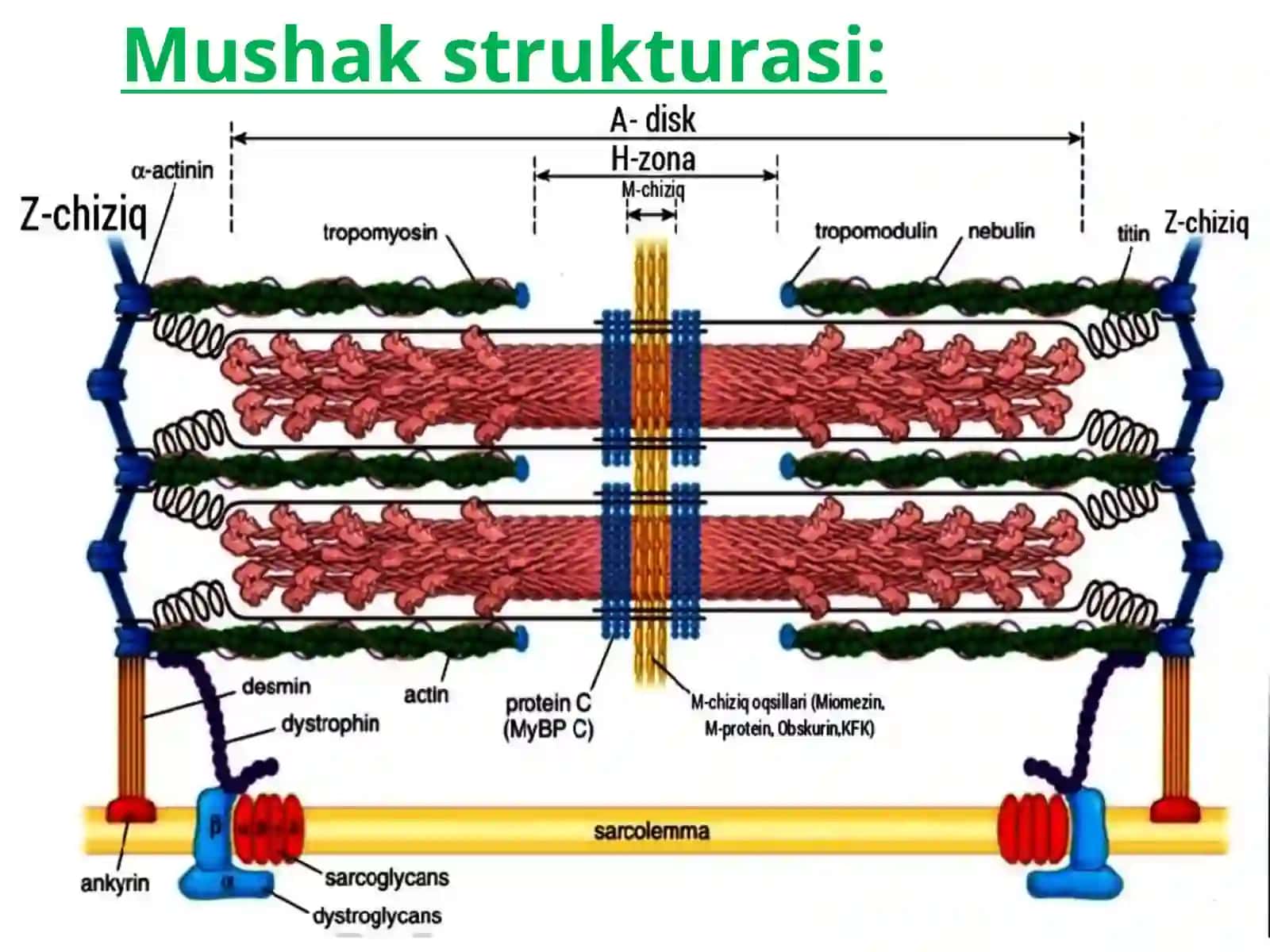Mushak biokimyosi 3