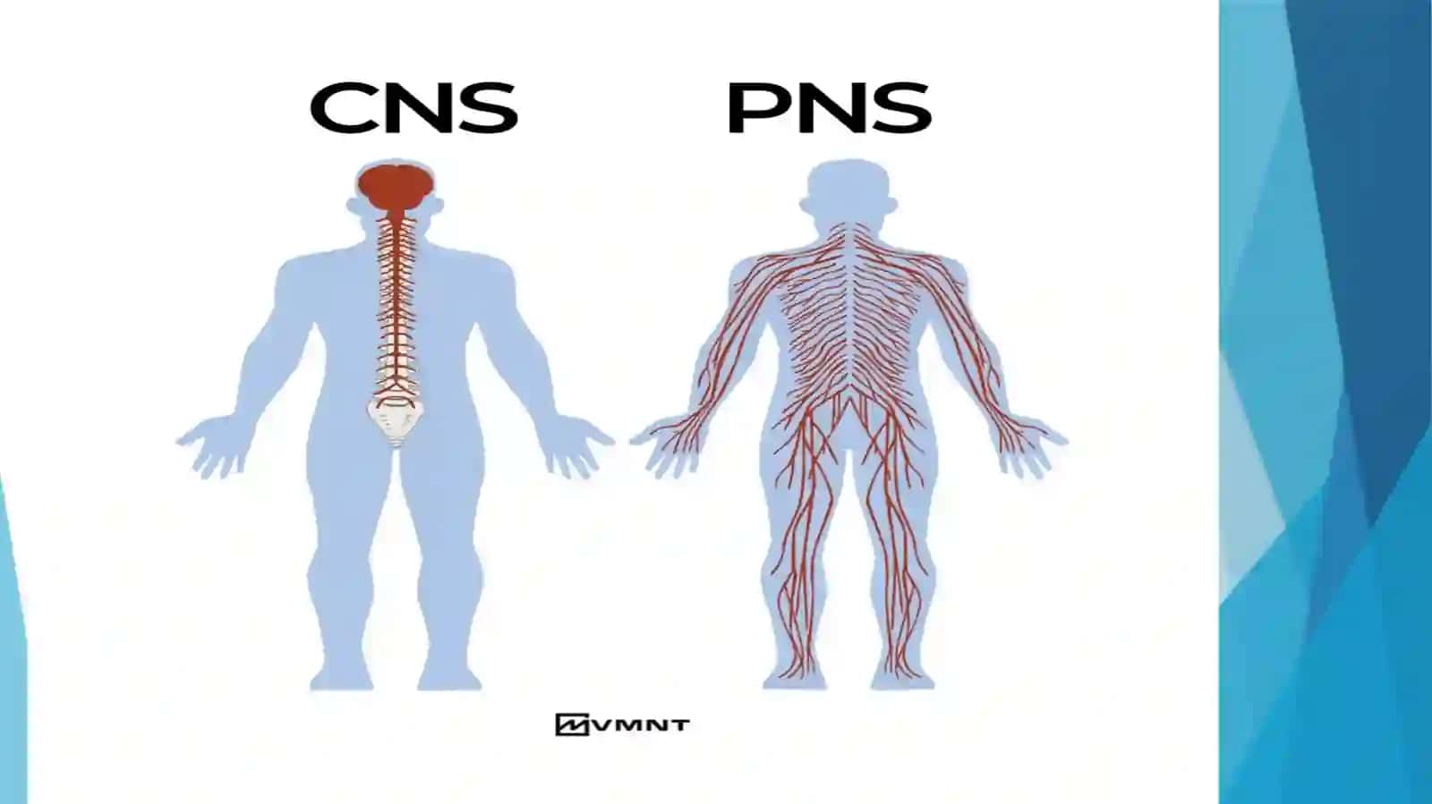 Markaziy nerv tizimining funsional anatomiyasi 3