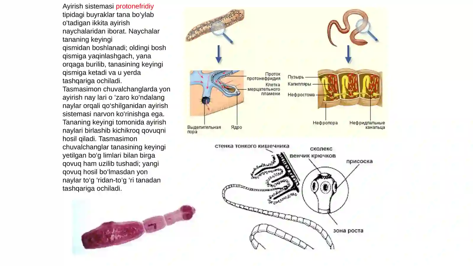 Tasmasimon chuvalchanglar (Cystoda) sinfi 3