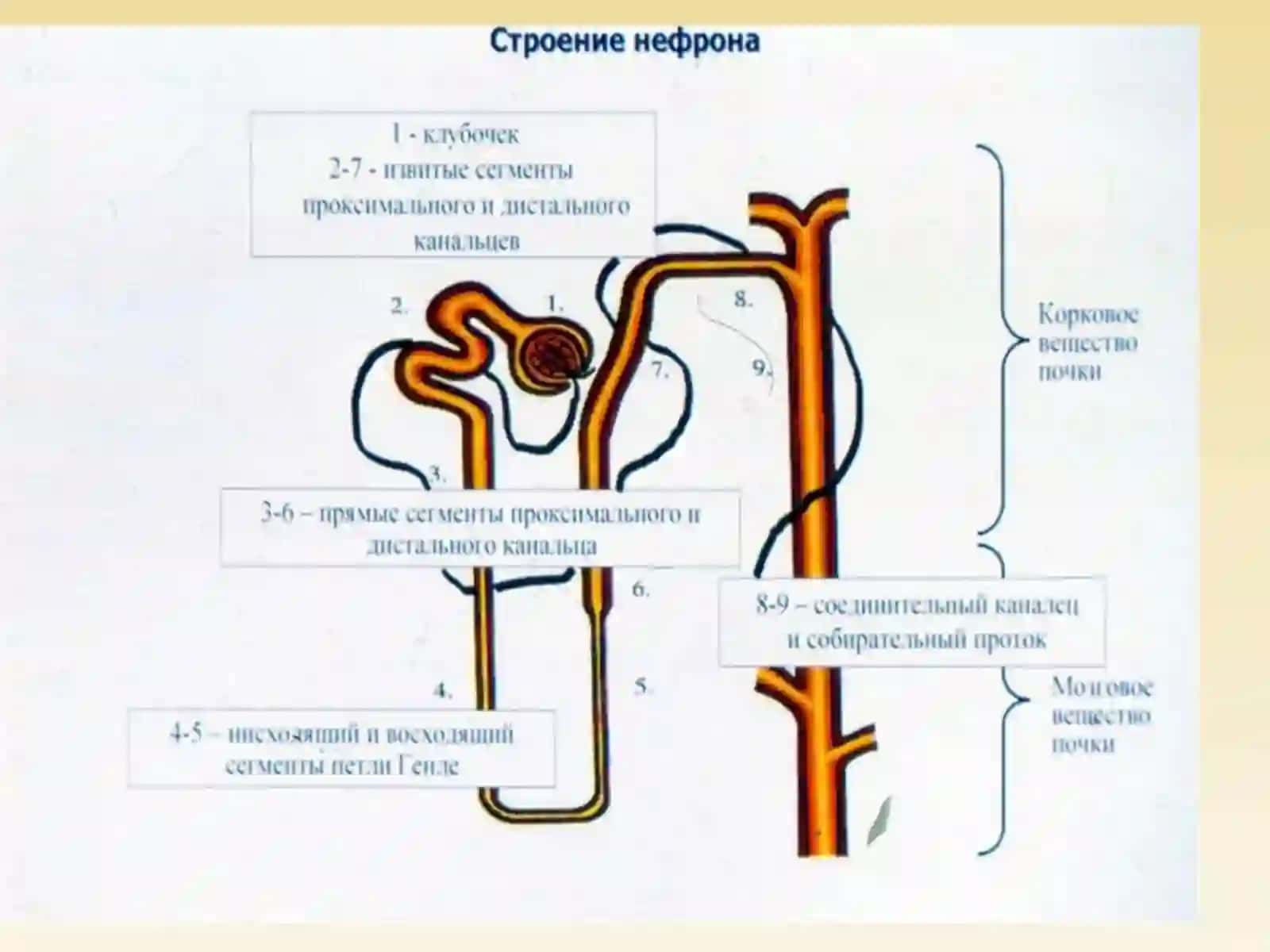 Патология почек 3