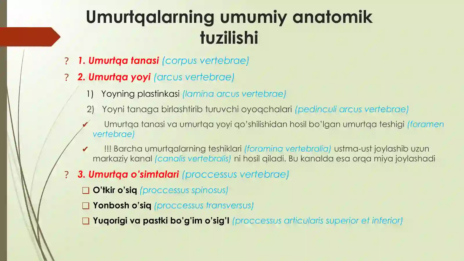 UMURTQALAR ANATOMIYASI 3