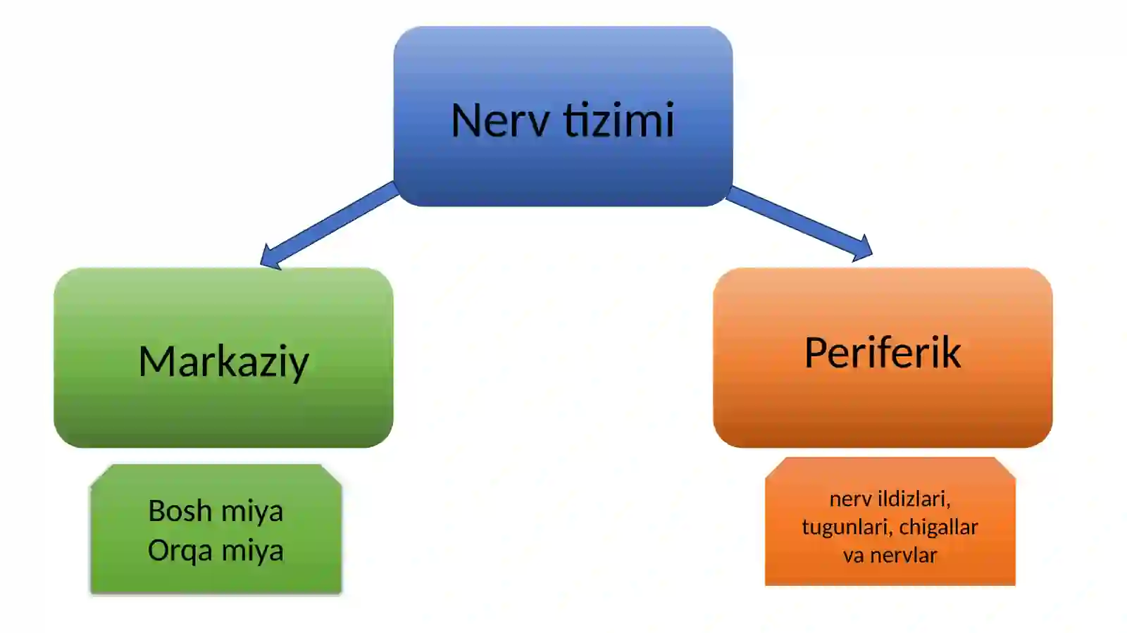 Markaziy nerv tizmining funksional anatomiyasi haqida 3