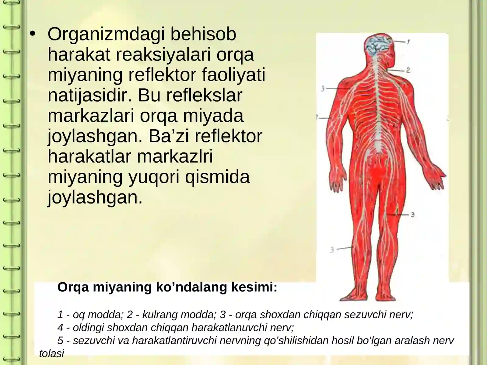Orqa miya 3