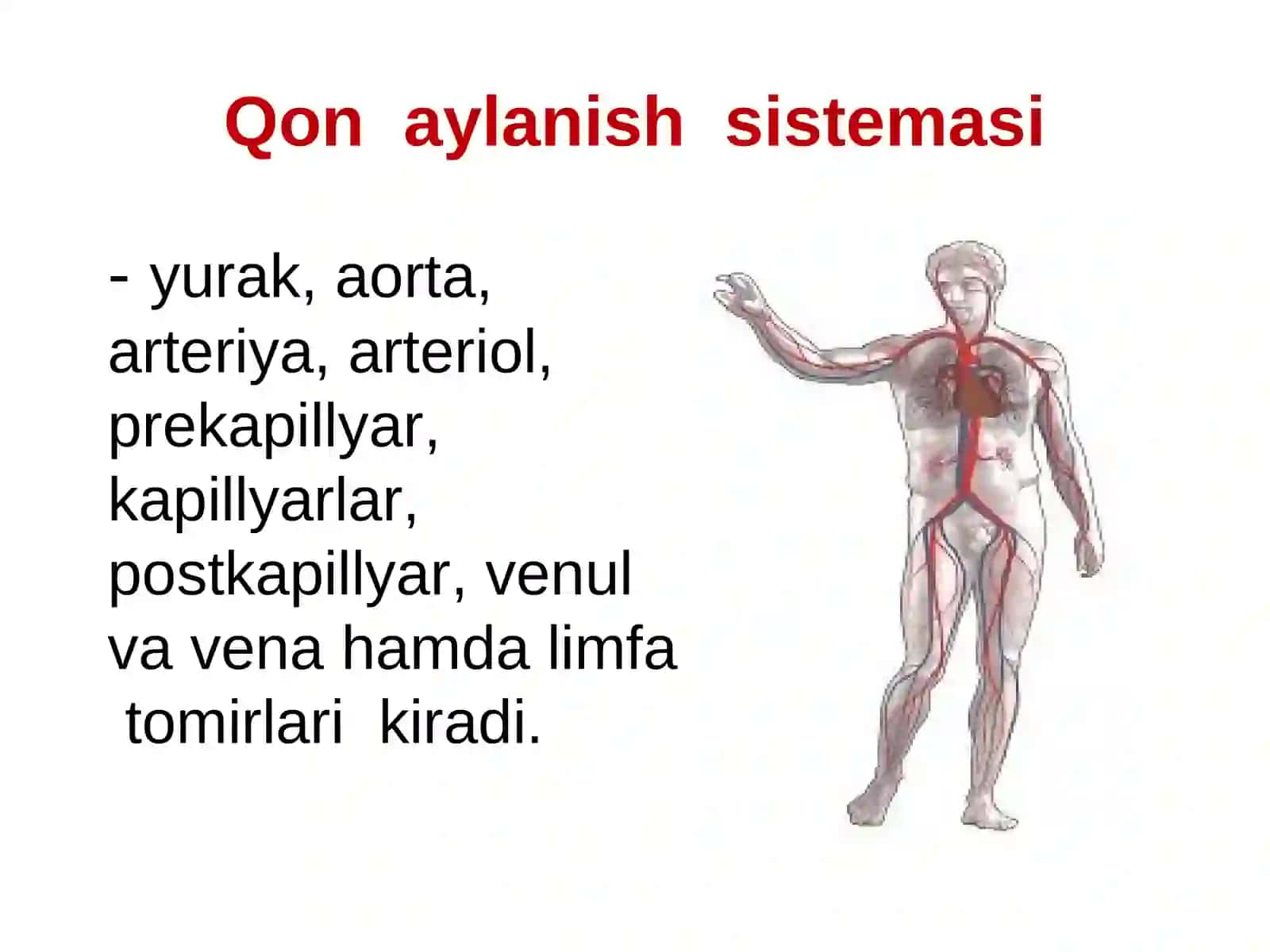4-mavzu:YURAKQON- TOMIR TIZIMI HAYOT FAOLIYATI XAVFSIZLIGI 3