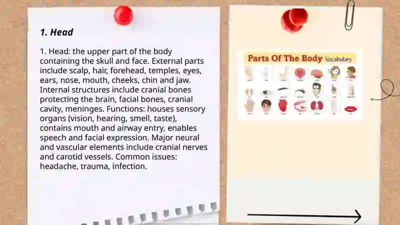 Parts of the body 3