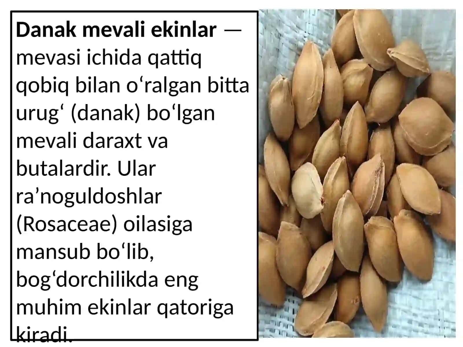 Danak mevali ekinlarning asosiy zararkunandalari va ularga qarshi kurashish usullari 3