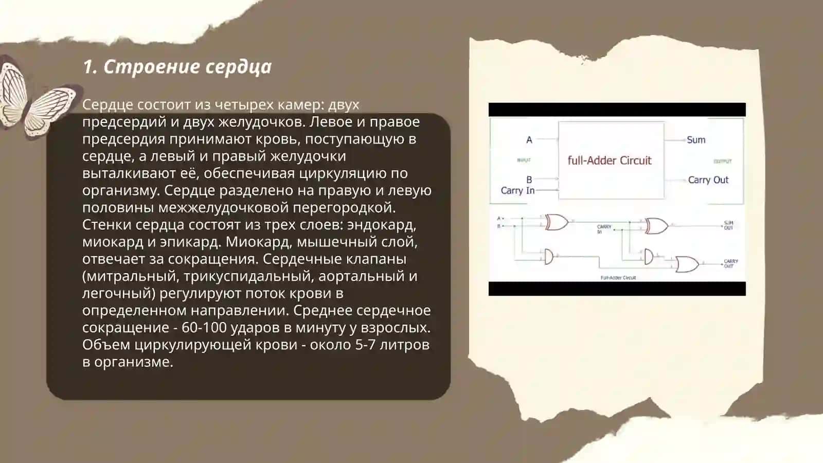 Qon aylanish sistemasi 3