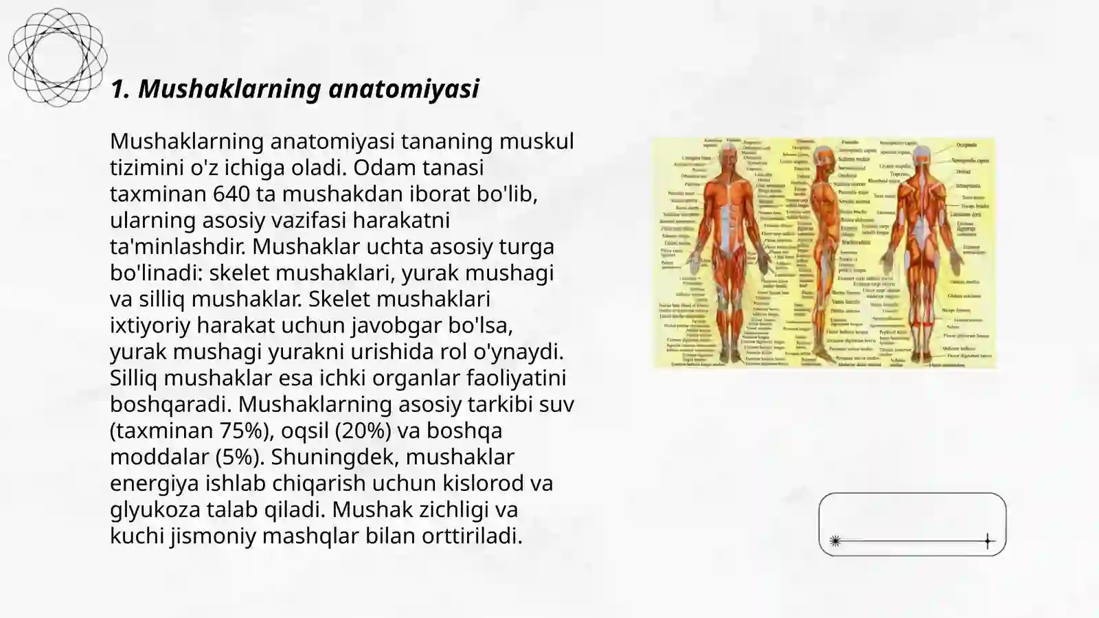Muskullar sistemasi 3