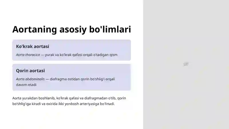 Aorta va uning bo'limlari 3
