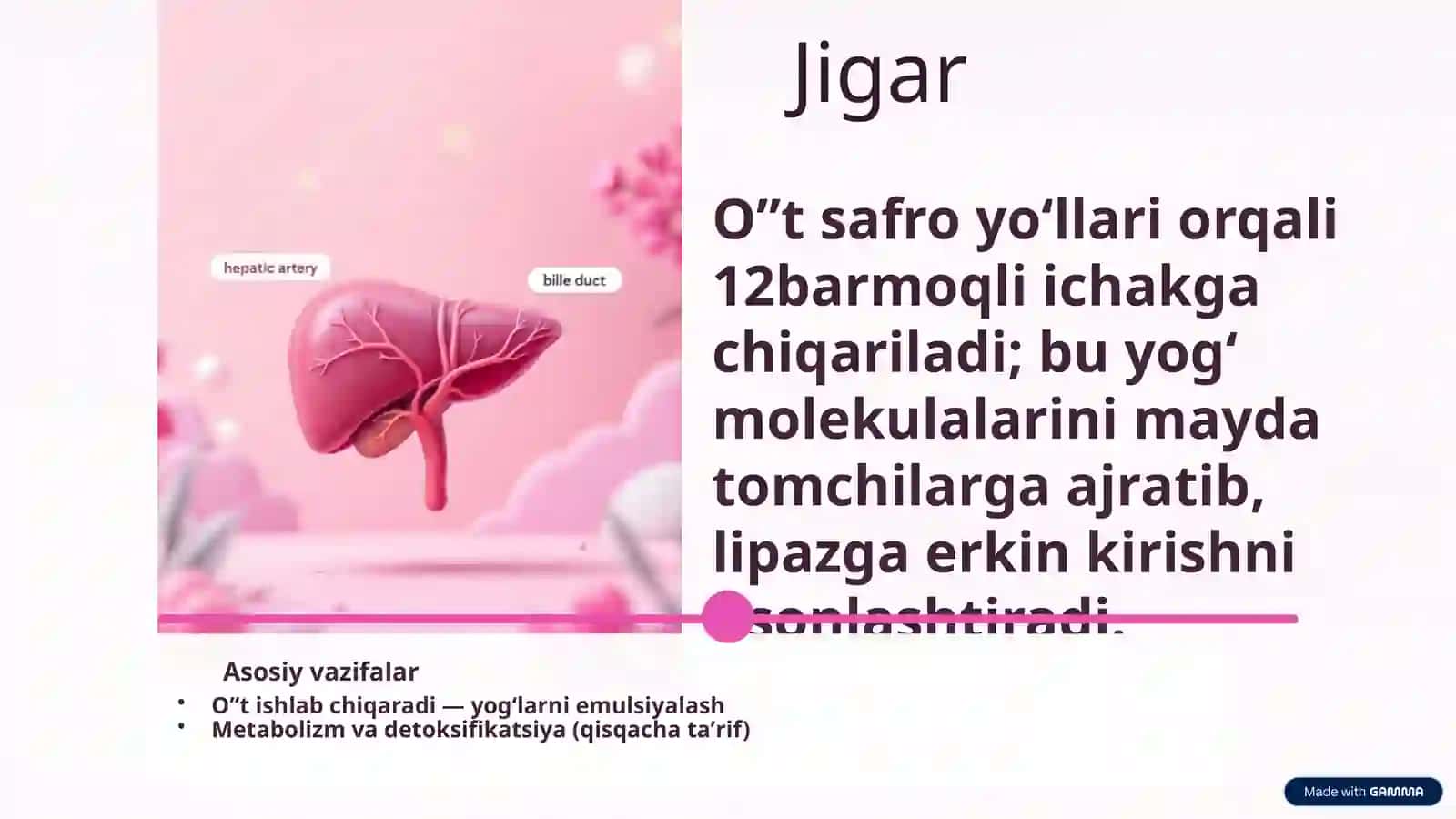 Hazmtizimi — Funksional fiziologiya diagrammasi 3