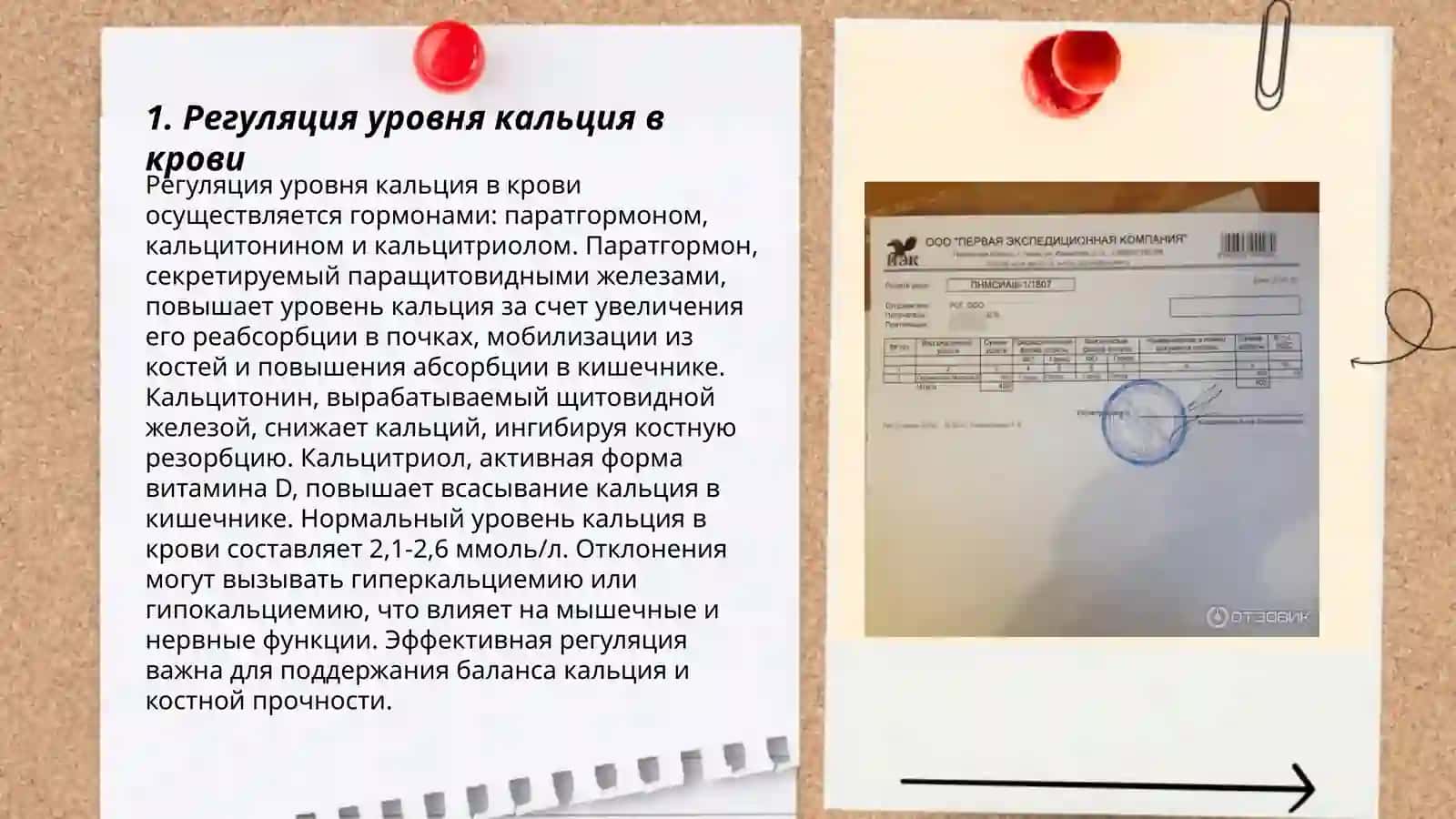 Гомеостаз ионов кальция в норме и в патологии 3
