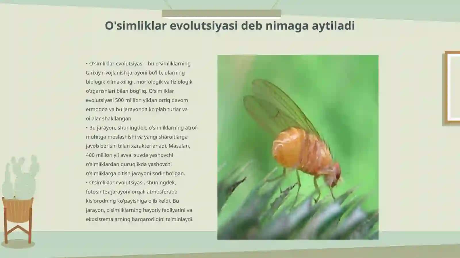 O'simliklar dunyosi evolutsiyasi 3