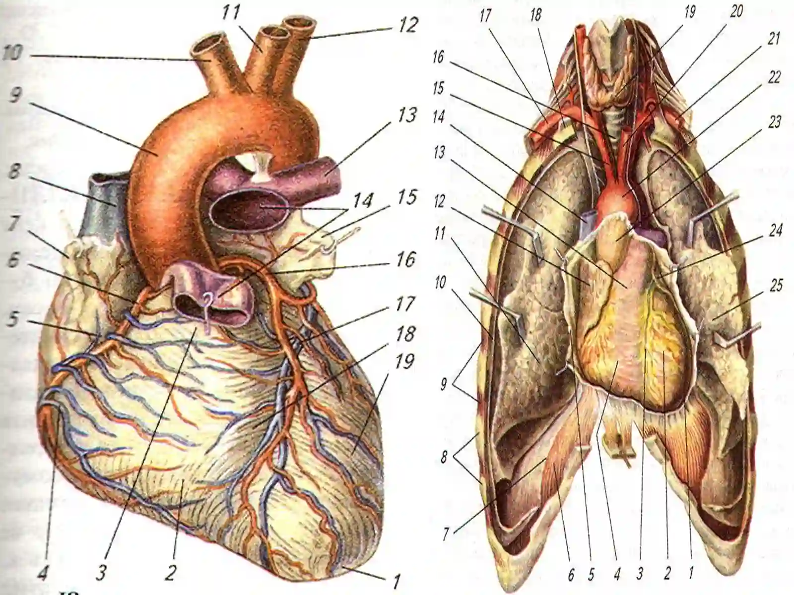 Yurak 3