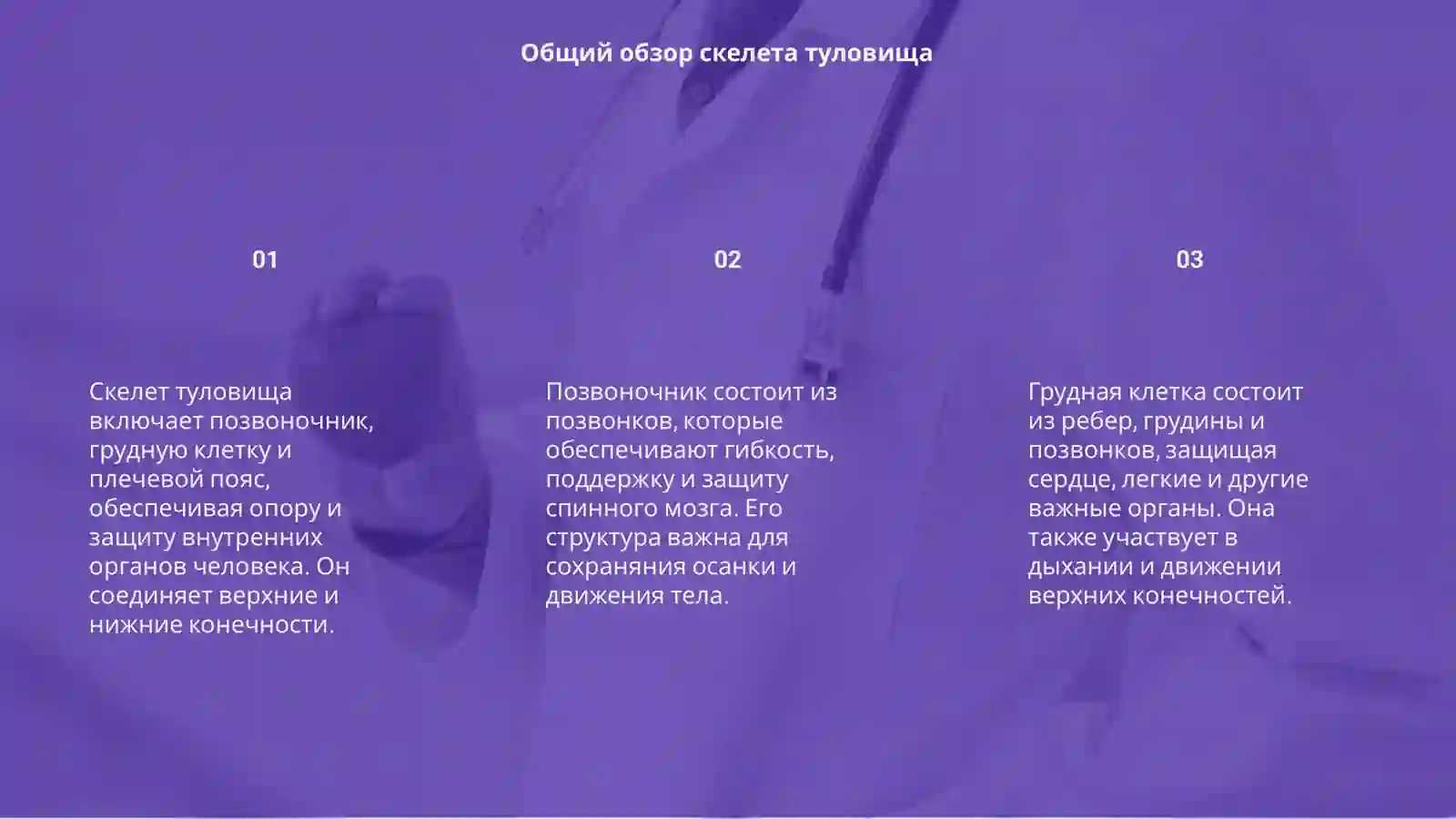 Скелет туловища 3