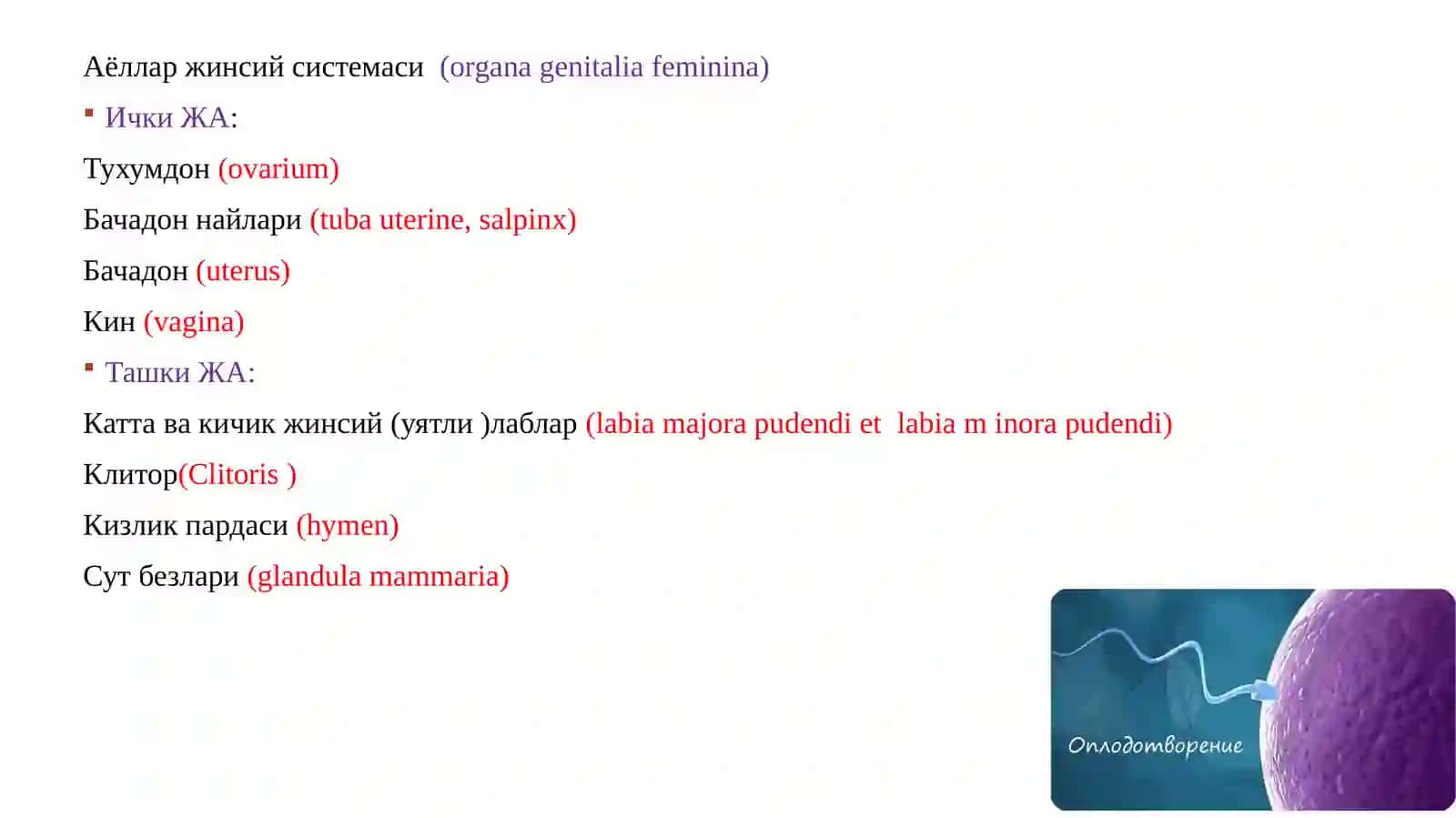 Жинсийсистема 3