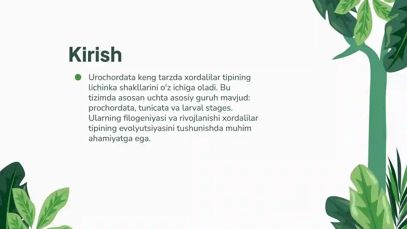 Xordalilar tipi - Chordata 3