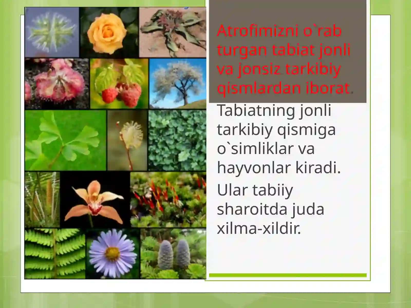 O`simliklar va hayvonot olami 3