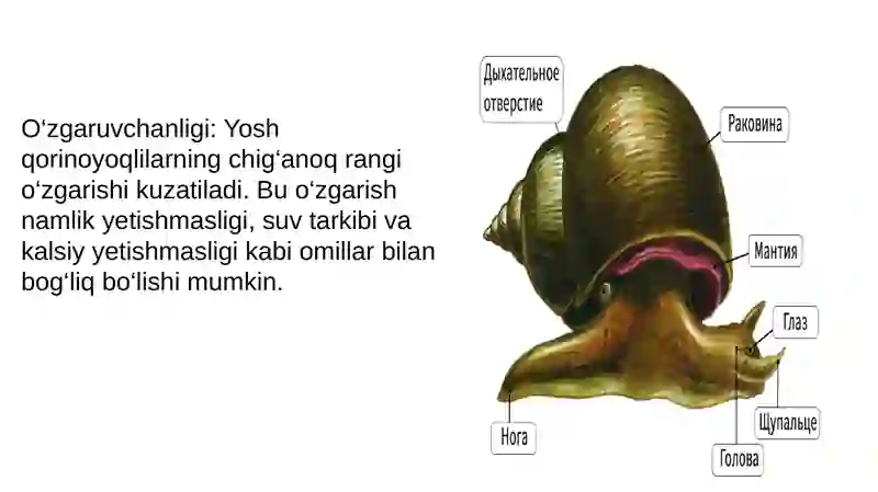 Qorinoyoqlilar (Gastropoda) mollyuskalar sinfi 3
