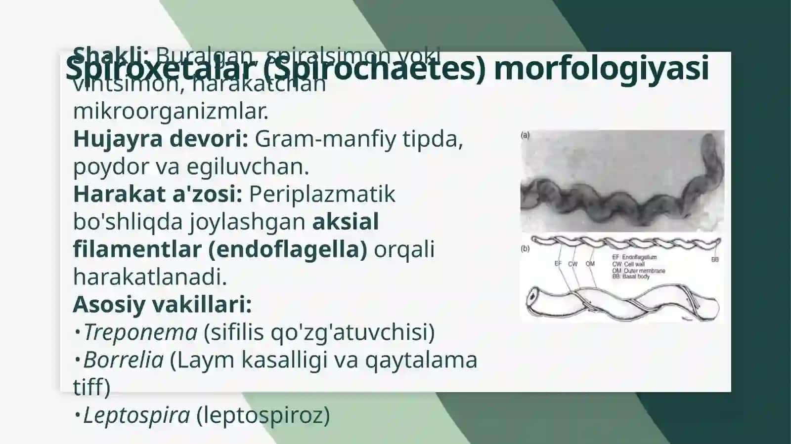 :. Spiroxetalar, mikoplazmalar, xlamidiyalar, rikketsiyalar, aktinomisyetlalar, zamburug‘lar va ularning morfologik strukturasi 3