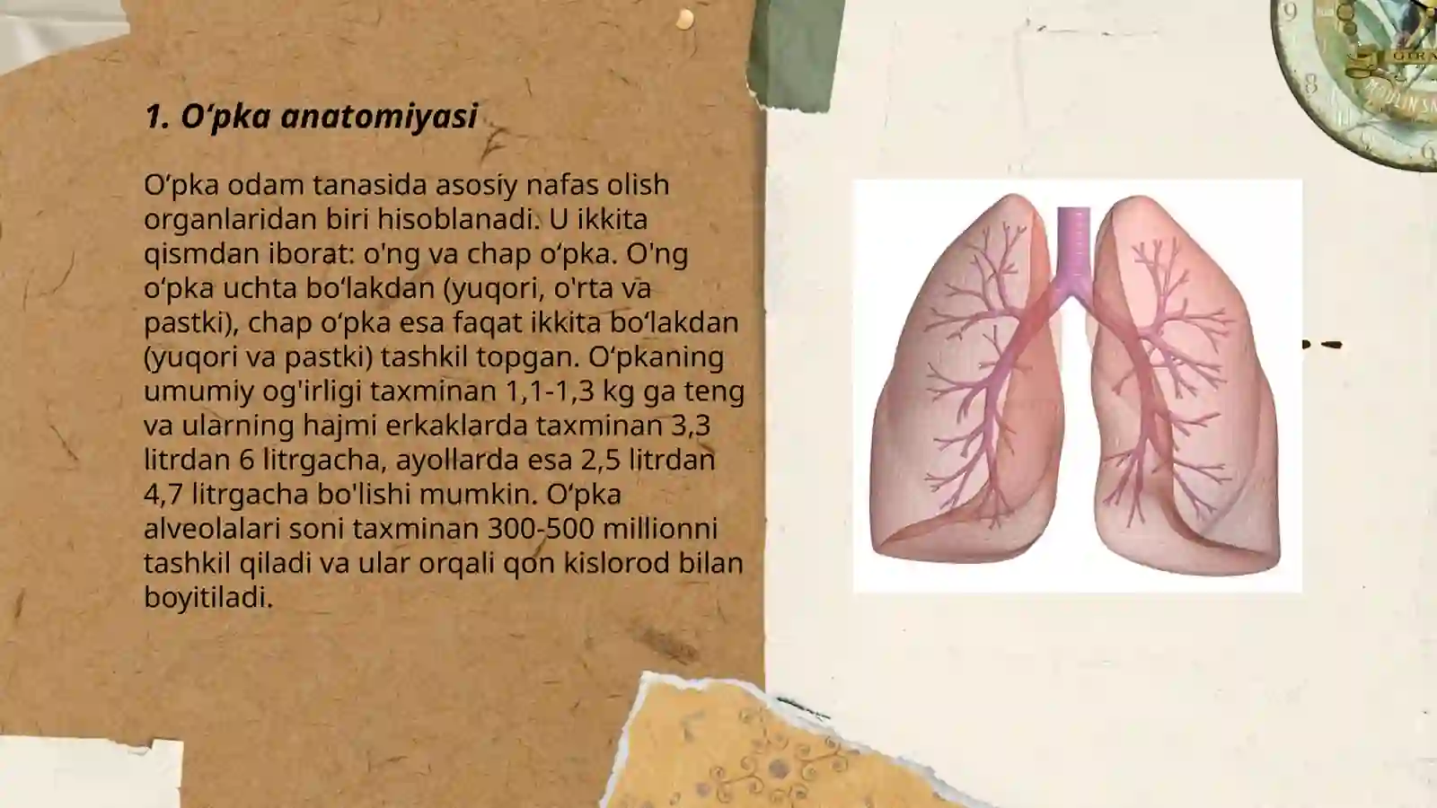 Oʻpka anatomiyasi 3