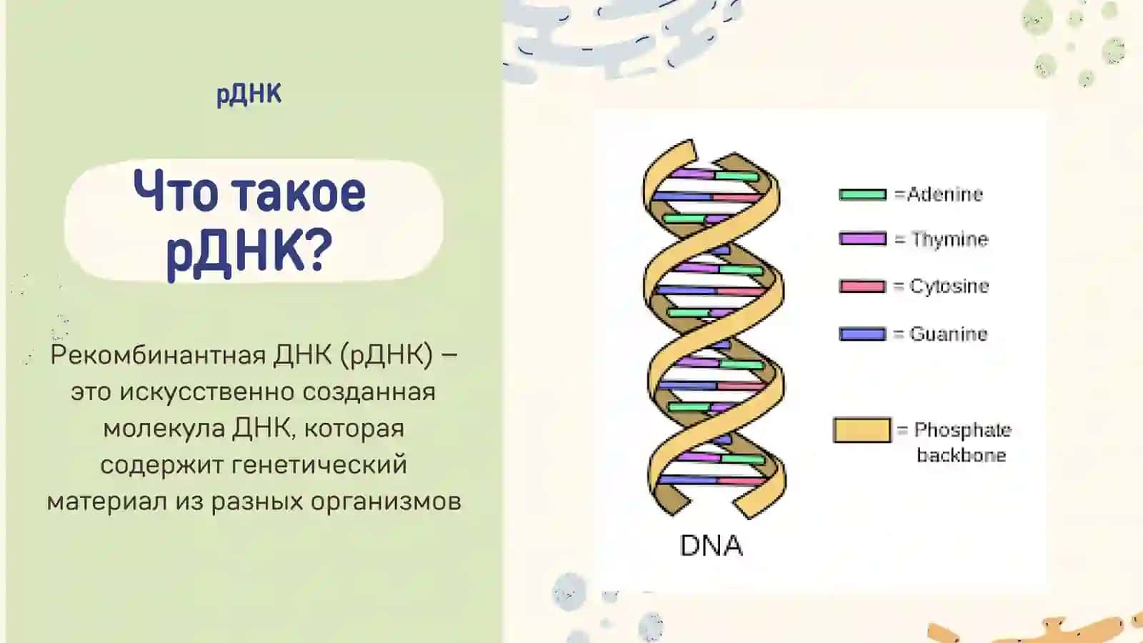 Методы_получении_рекомбинантной_ДНКи_1 3