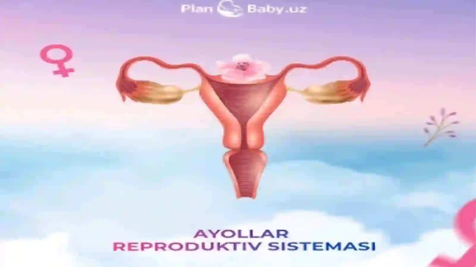 Ayollar reproduktiv tizimi 3