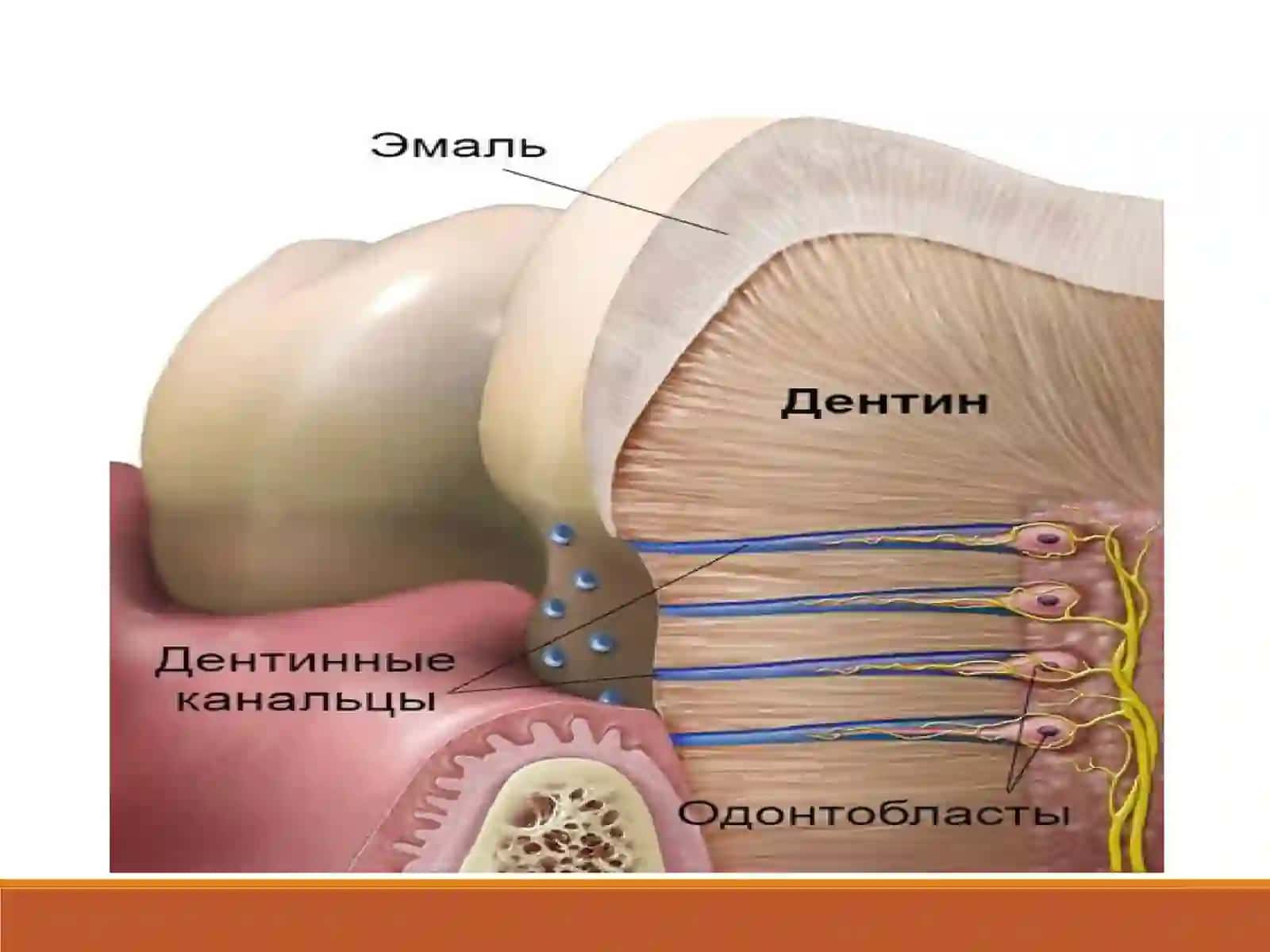 Giperesteziya 3