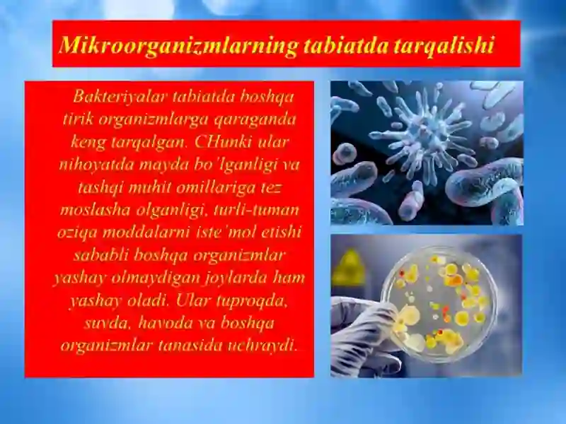 Virusologiyadan tayyorlagan taqdimot: Biosfera va mikroorganizmlar ekologiyasi 3