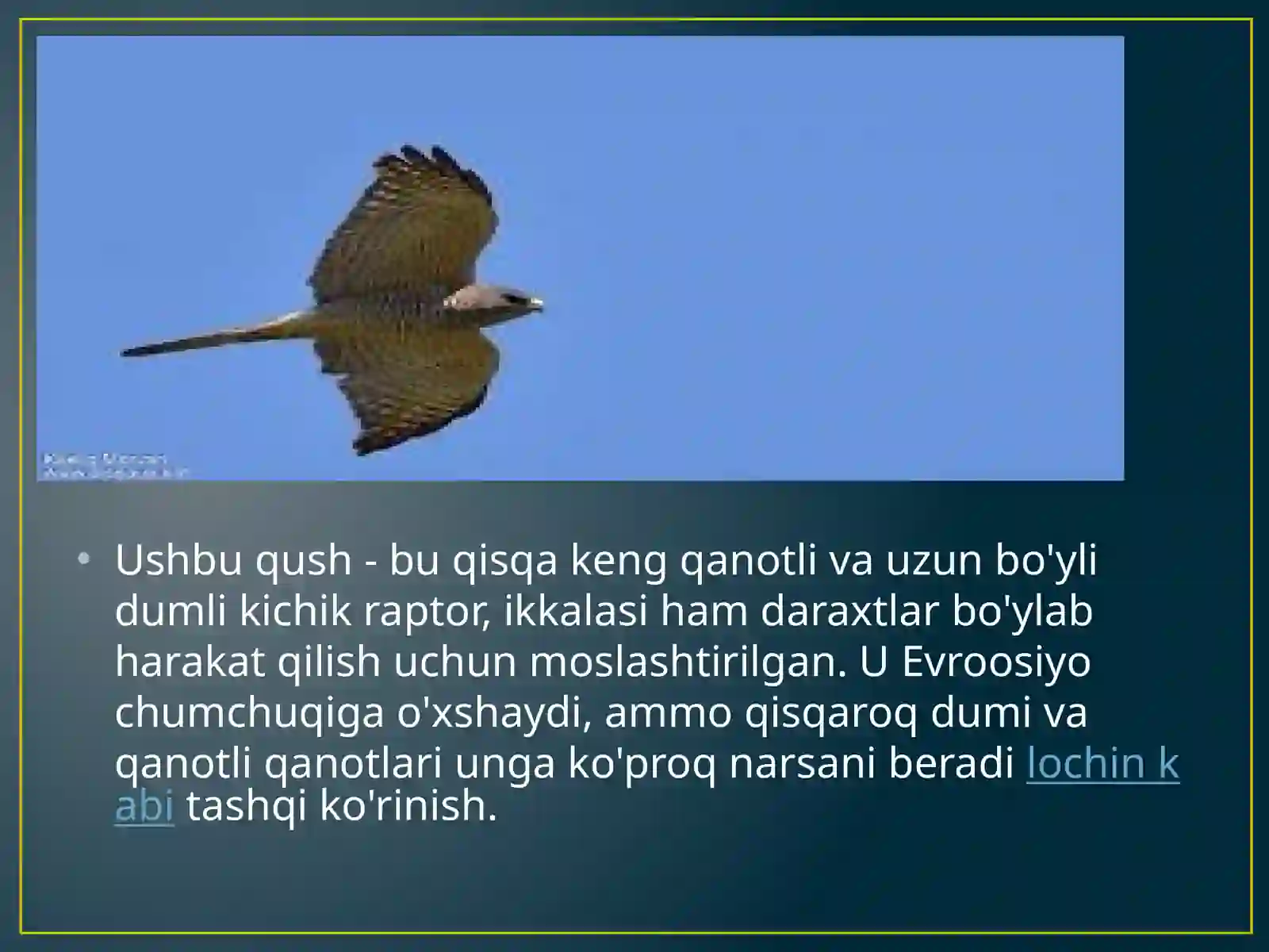Accipiter brevipes kichik yirtqich qush 3