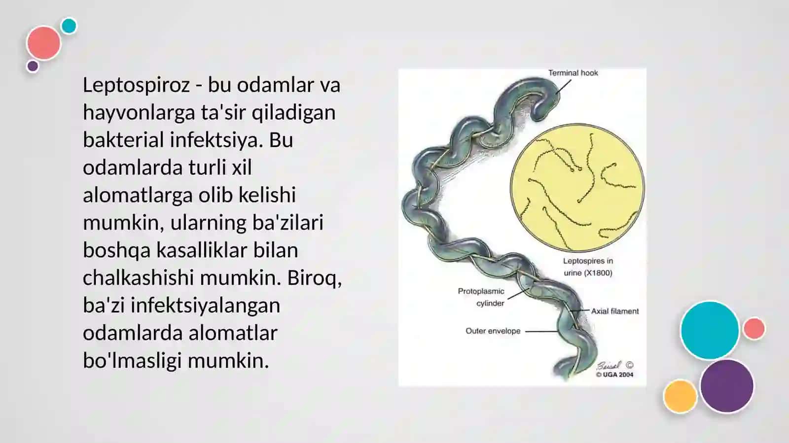 Leptospirozlar odamlar va hayvonlarga ta'sir qiladigan bakterial infektsiya. Alomatlari, laboratoriyadiagnostikasi va profylaktika haqida malumot 3