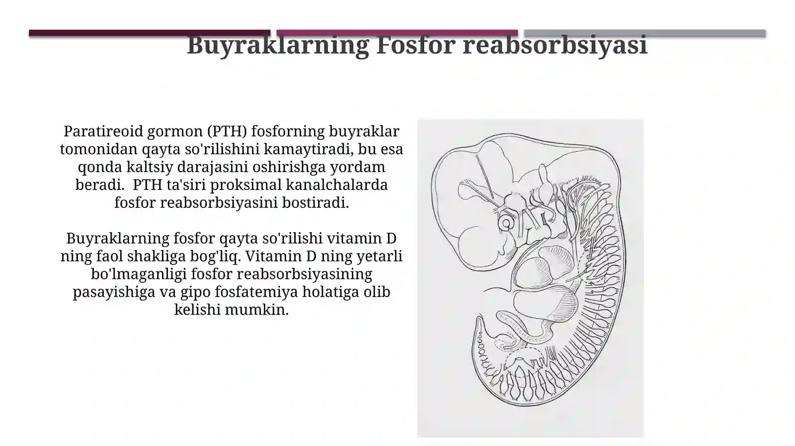 Buyraklarning Kaltsiy, Fosfor va Bikarbonat Almashinuvidagi Ahamiyati 3