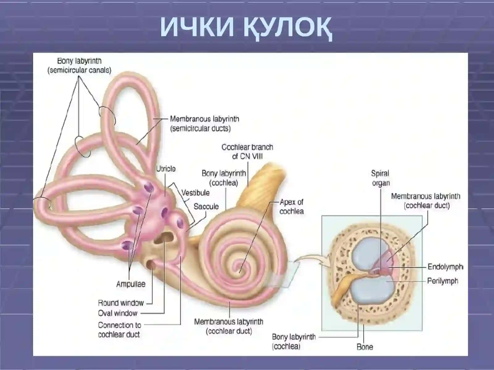 ЧИҒАНОҚ КАНАЛИ КЕСМАСИ ВА КОРТИЙА ЪЗОСИ 3