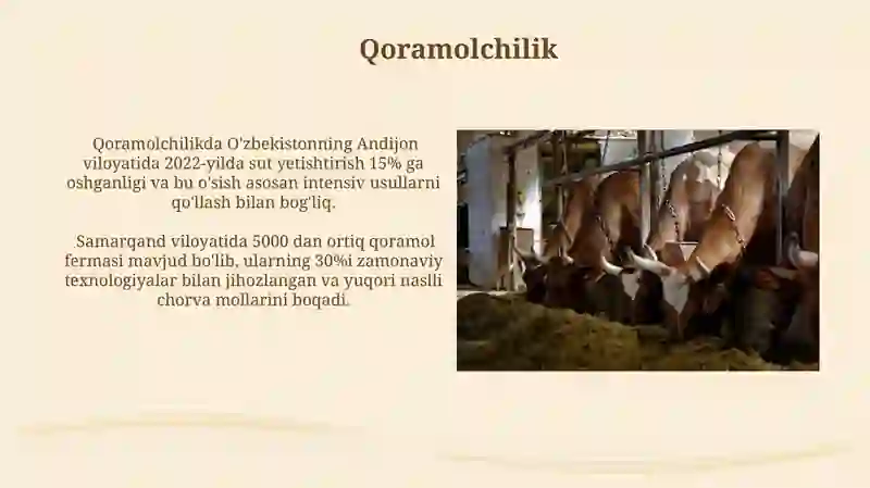 Qoramolchilik 3