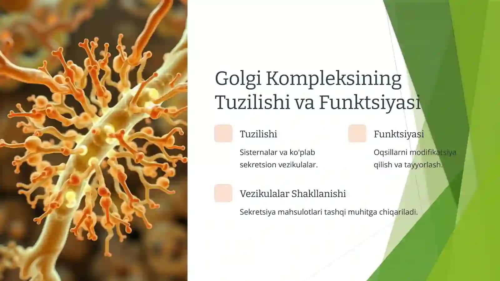 Bez Sekretsiyasining Ultrastrukturaviy Asoslari 3