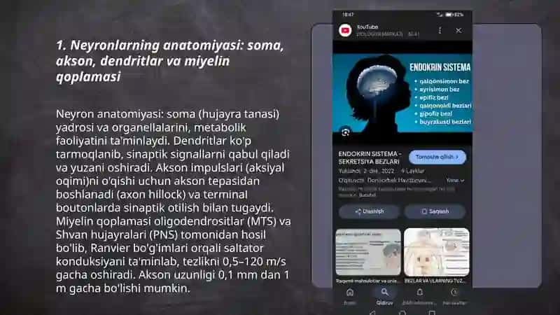 Asab sistema sezgi azolari sekretsiya bezlari anatomiyasi va fiziologiyasi 3