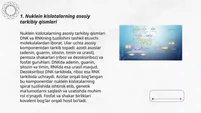 Nuklein kislotalar tuzilishi va ahamiyati 3