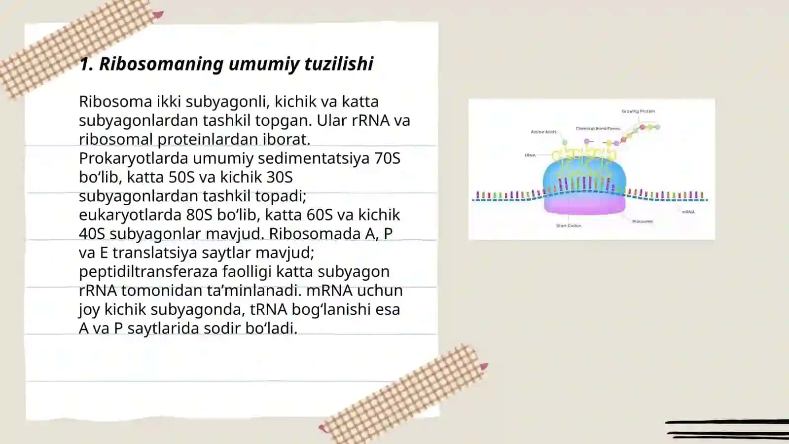 Ribosomaning tuzilishi 3