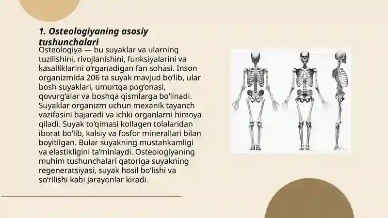 Skelet tizimi filogenezi va buzilishlari 3