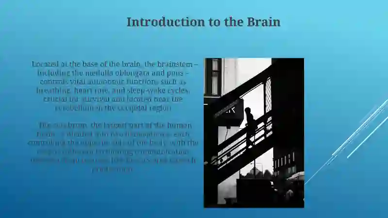 Brain structure and diseases 3