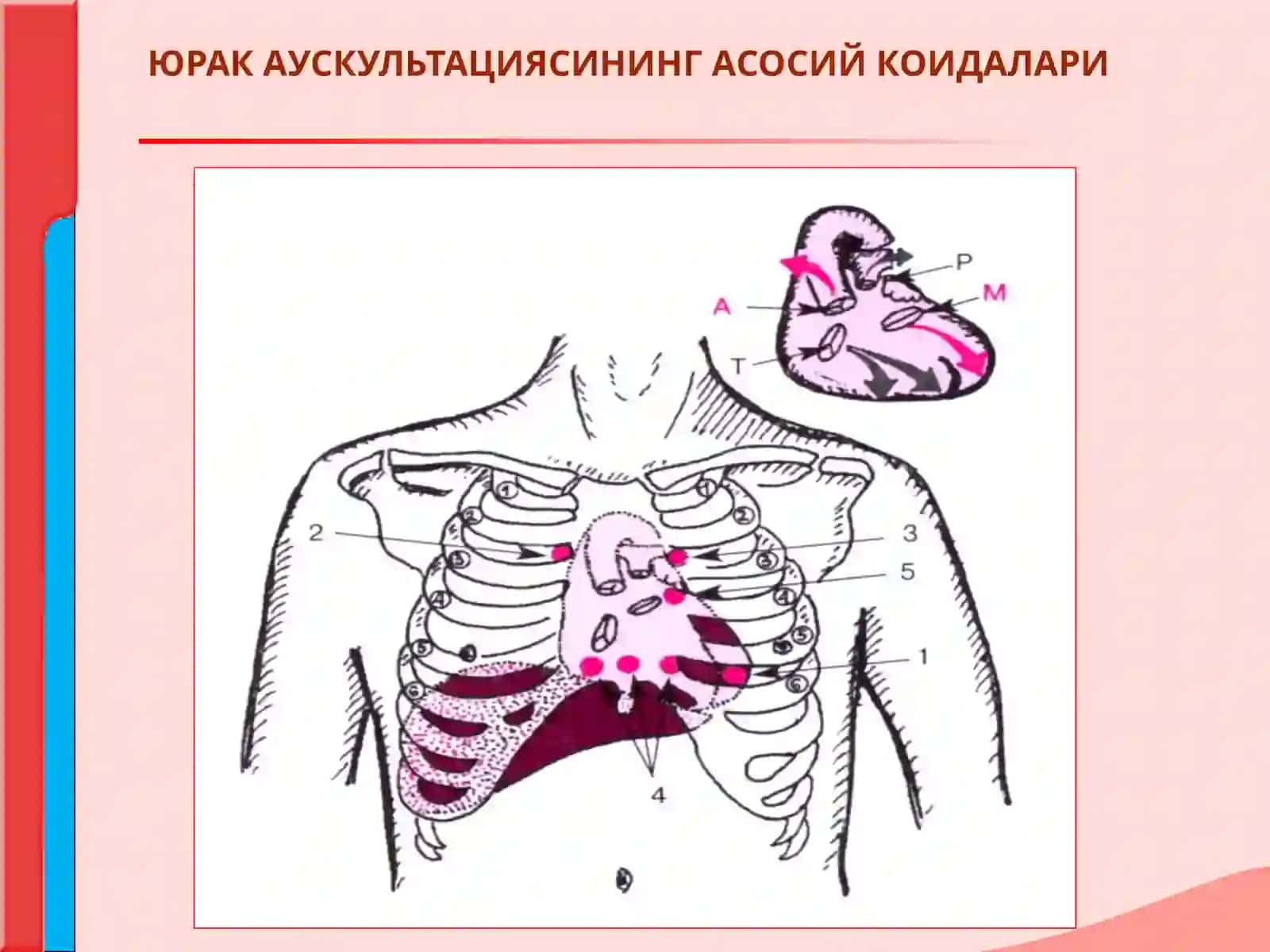 МАЪРУЗА №7 ЮРАК АУСКУЛЬТАЦИЯСИ. НОРМА ВА ПАТОЛОГИЯДА ЮРАК ТОНЛАРИ. ЮРАК ШОВКИНЛАРИ 3