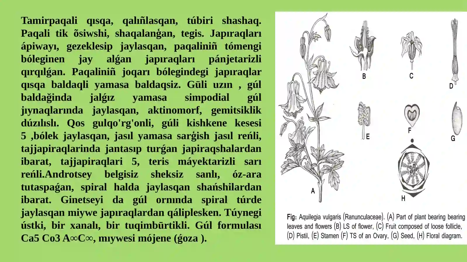 Ayiwtabanlilar tuqimlasi (dárilik tùrleri, biologiyasi, ekologiyasi, areali hám xaliq xojaliǵindaǵi áhmiyeti) 3